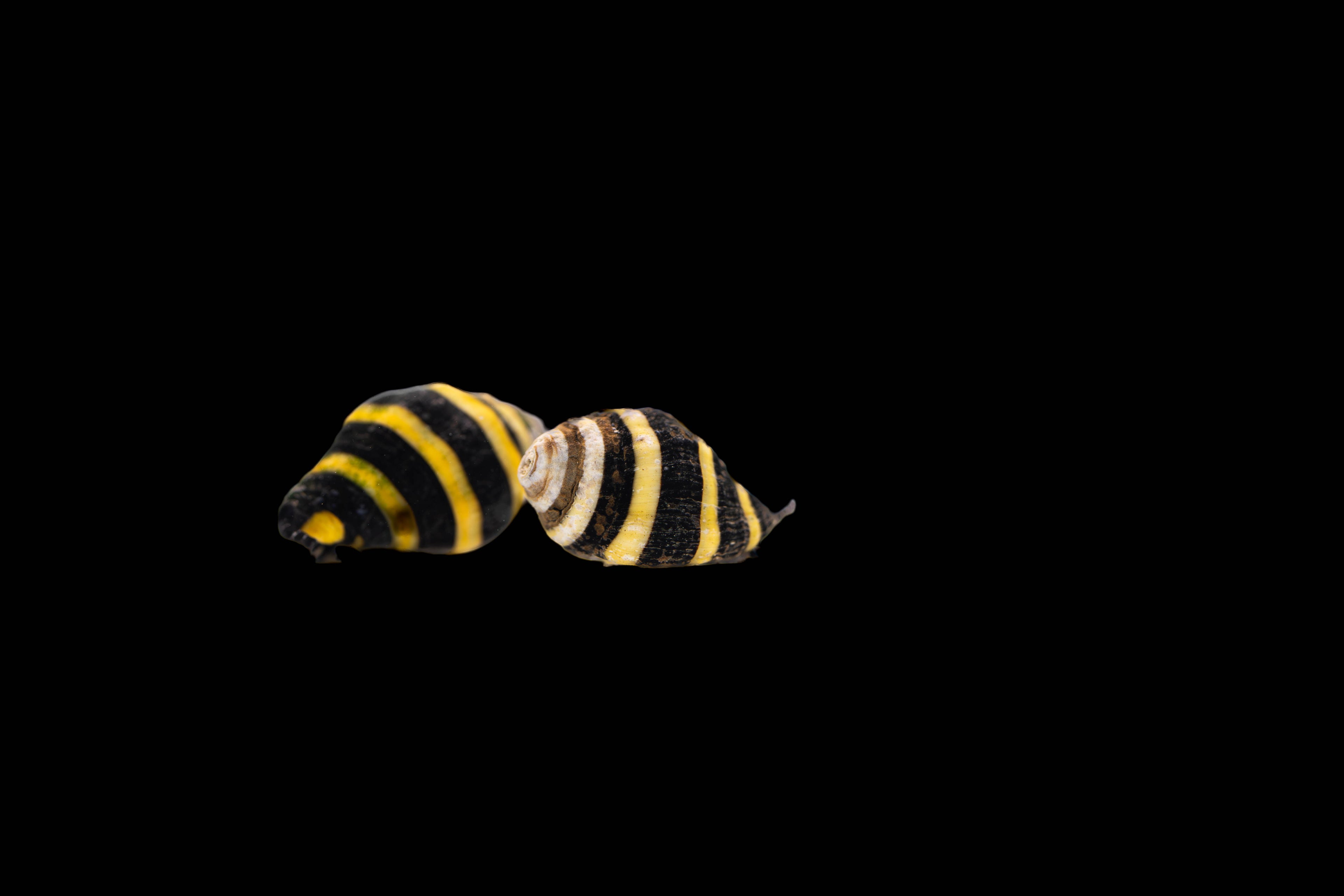 Engina mendicaria bumblebee snail / super leftover eater