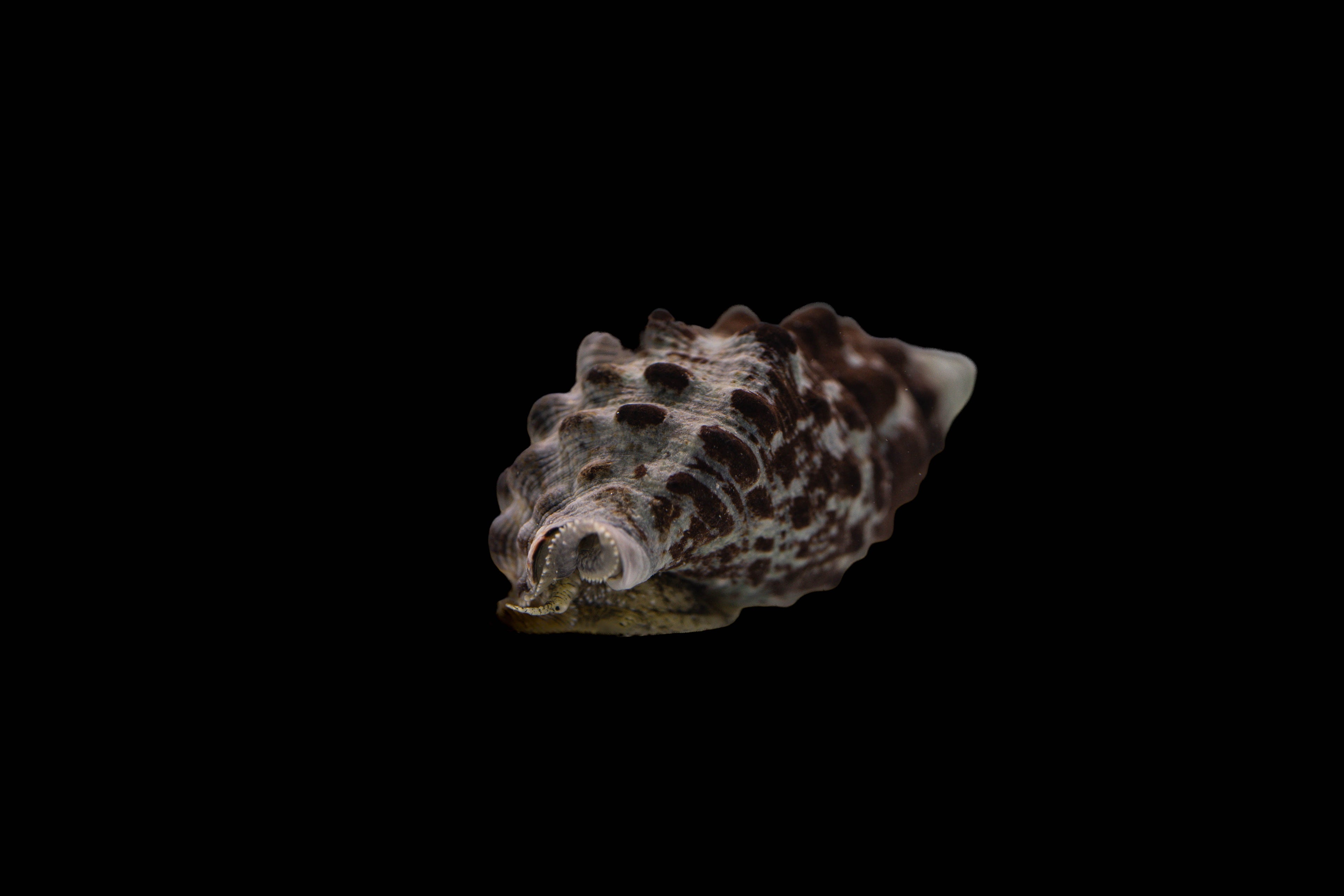 Cerithium caeruleum - Cyano-feeding needle snail