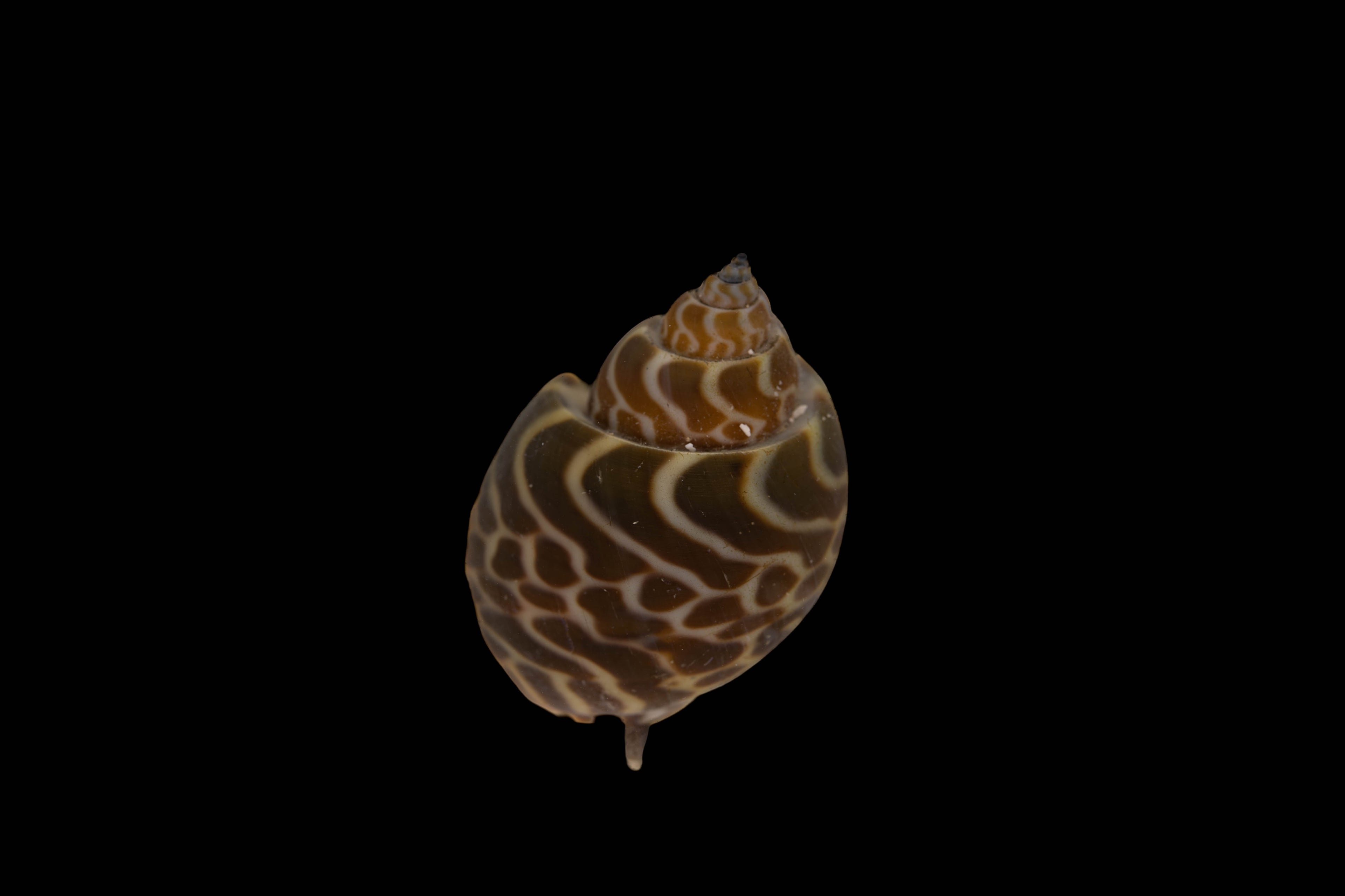 Babylonia spirata Babylonian tower snail Super bristle worm eater