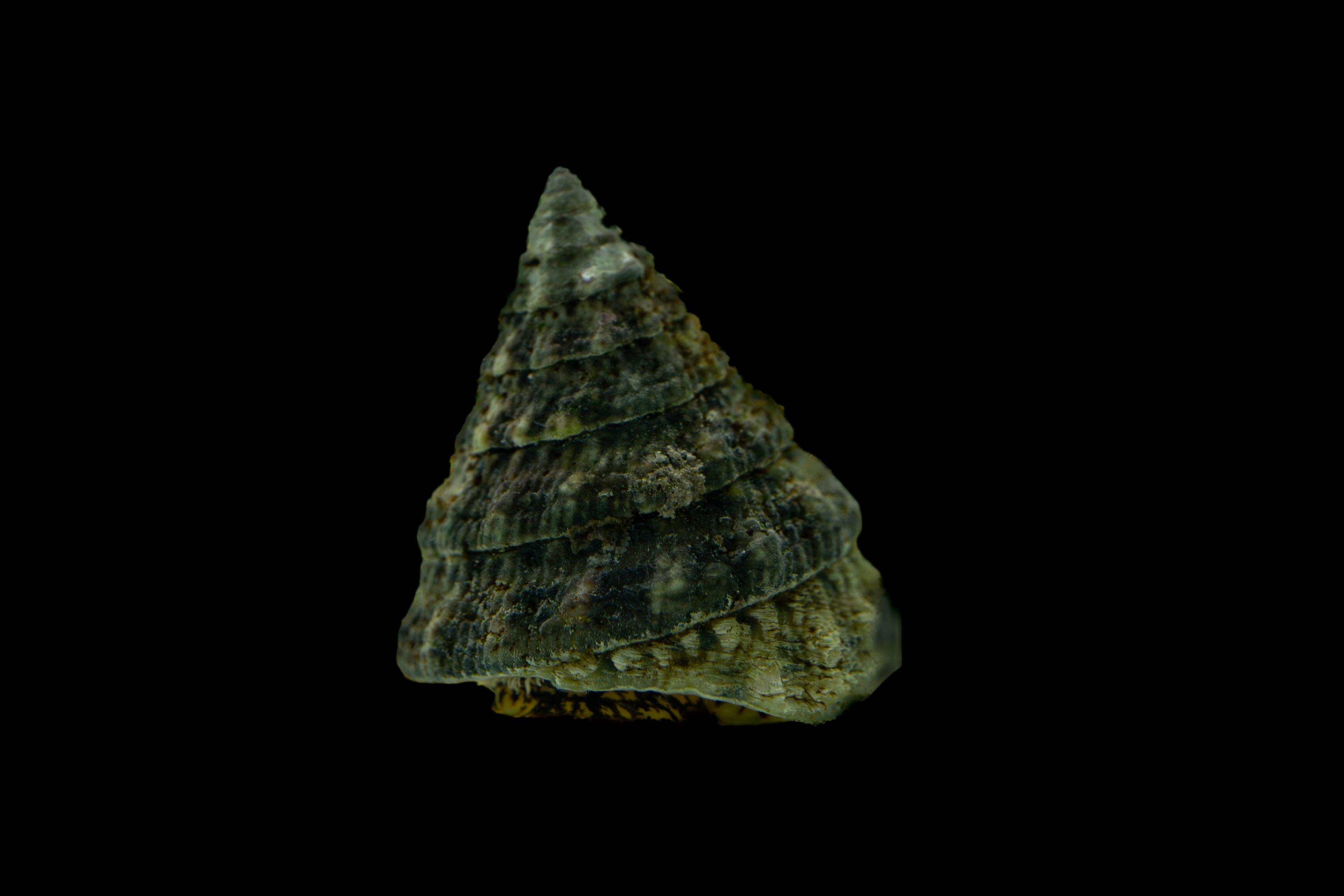 Offer! Set of 10 Tectus fenestratus – turbo snail