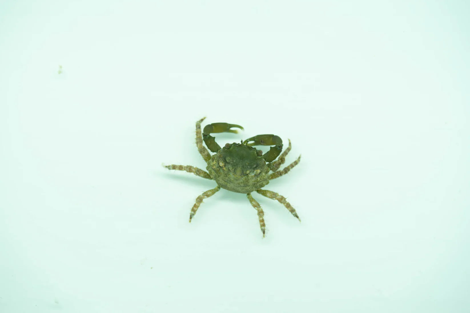 Green triangle crab – Mithraculus sculptus. Pair