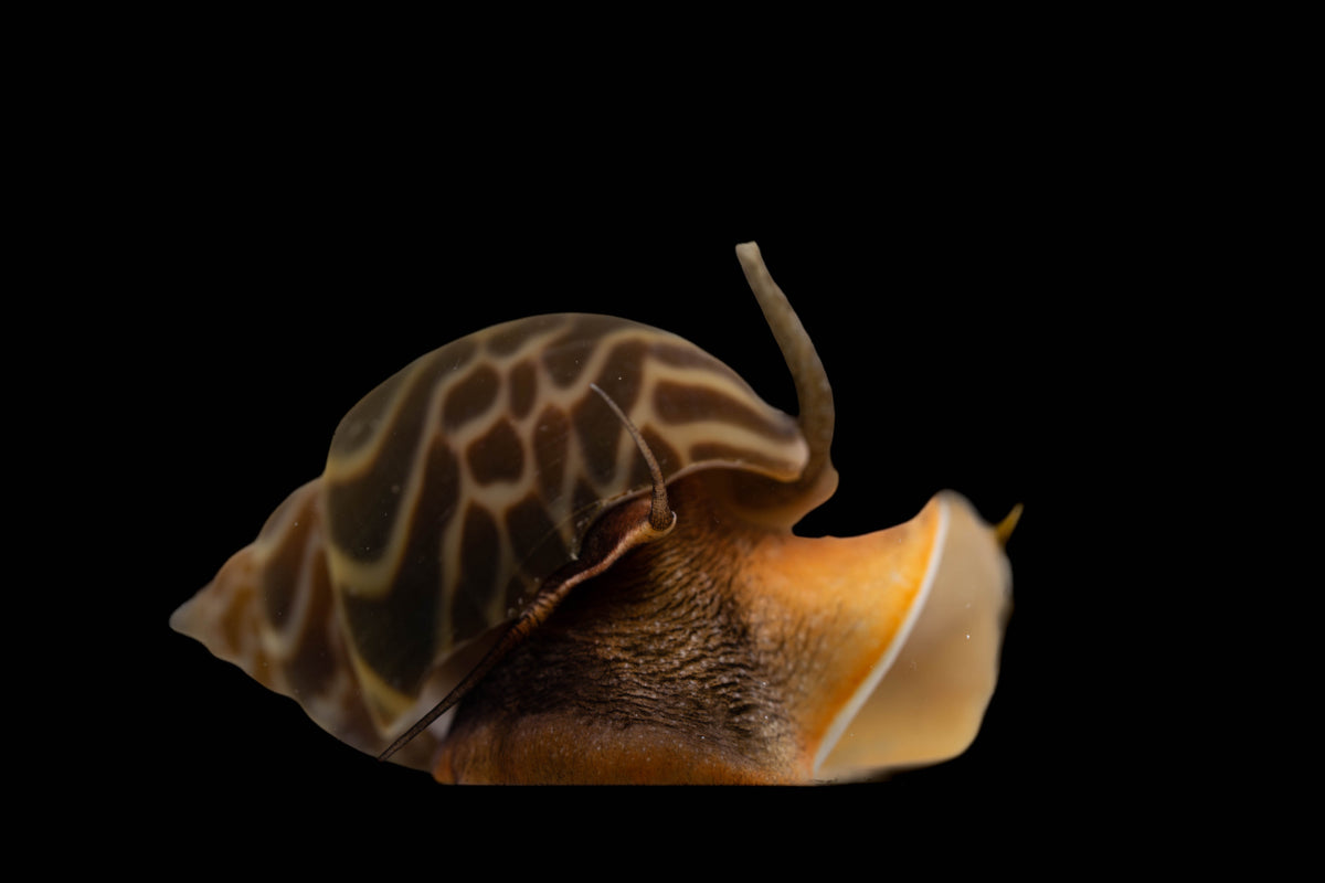 Babylonia spirata Babylonian tower snail Super bristle worm eater