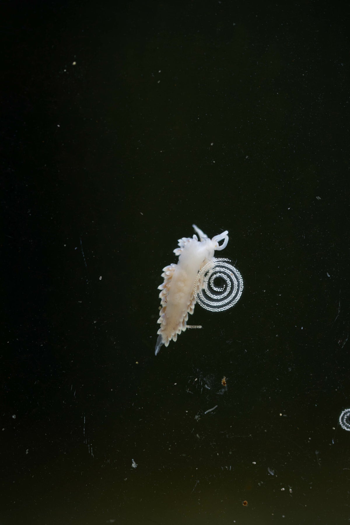 5 Berghia-Schnecken inkl. 2 Gelege