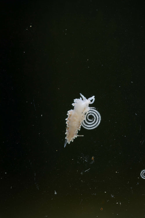 5 Berghia-Schnecken inkl. 2 Gelege