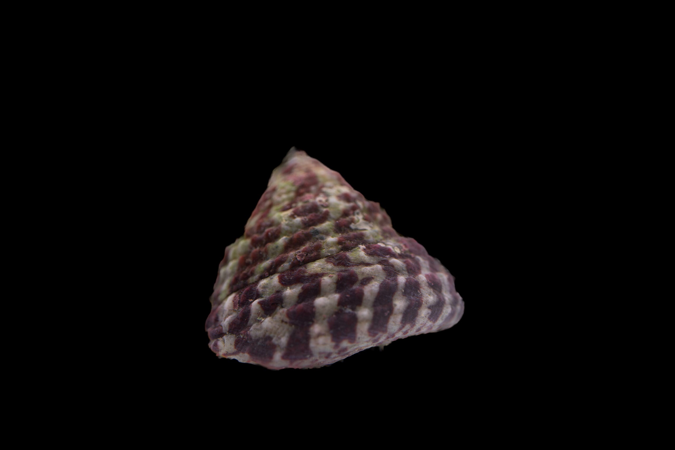 Offer 10pc set of turbo snails Trochus histrio 