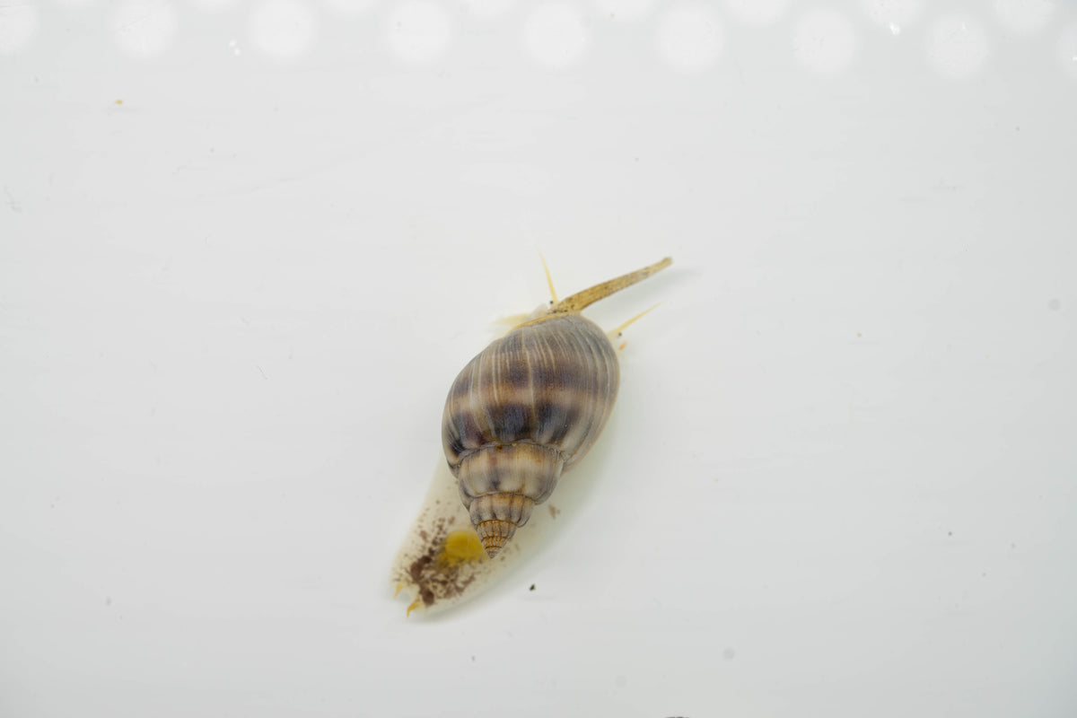 Nassarius coronatus /Super Restefresser