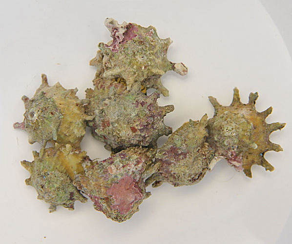 Astralium calcar – spiny star snail