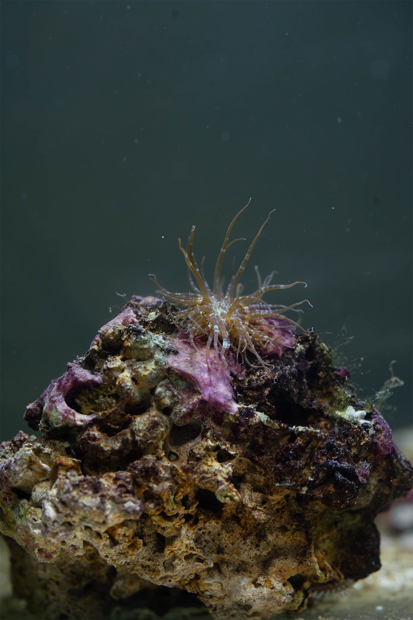 Glasrosen (Aiptasia)