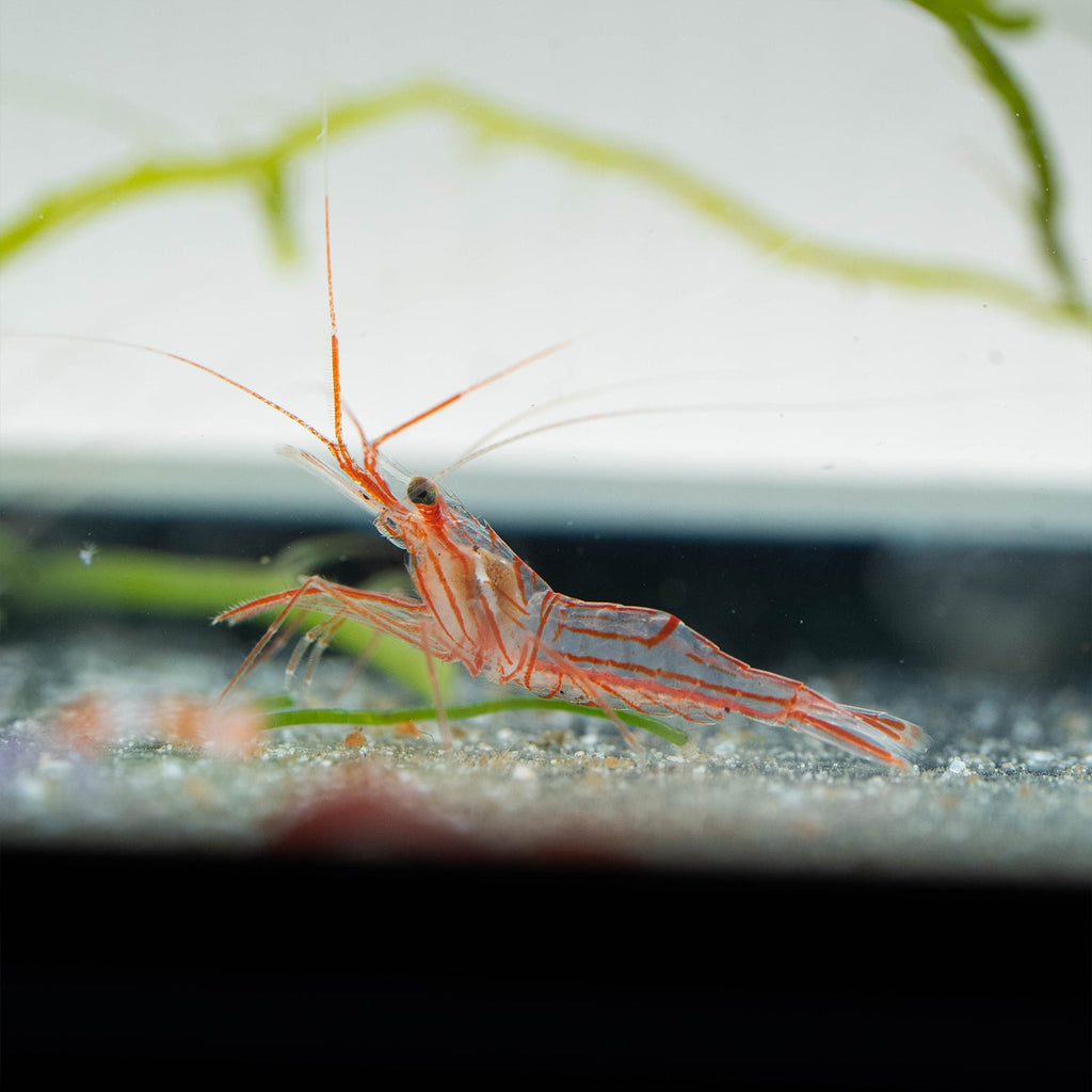 5er Set Lysmata Wurdemanni