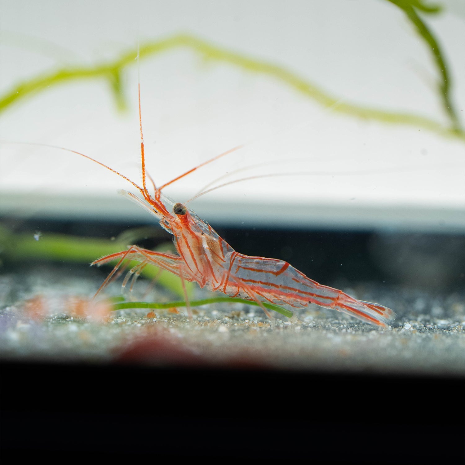 5er Set Lysmata Wurdemanni