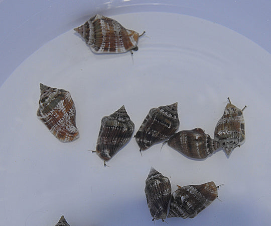 Conomurex (Strombus) sp. - swordsman snail